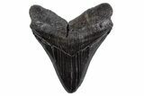 Serrated, Fossil Megalodon Tooth - South Carolina #306305-1